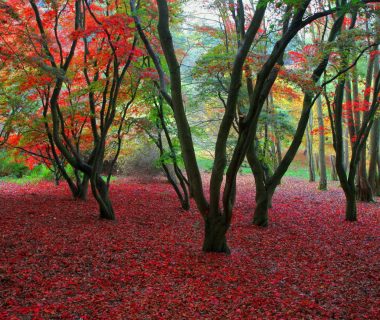 920h1080forest-1