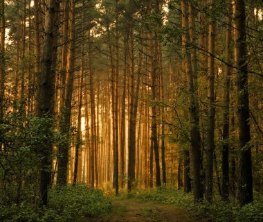 light-forest
